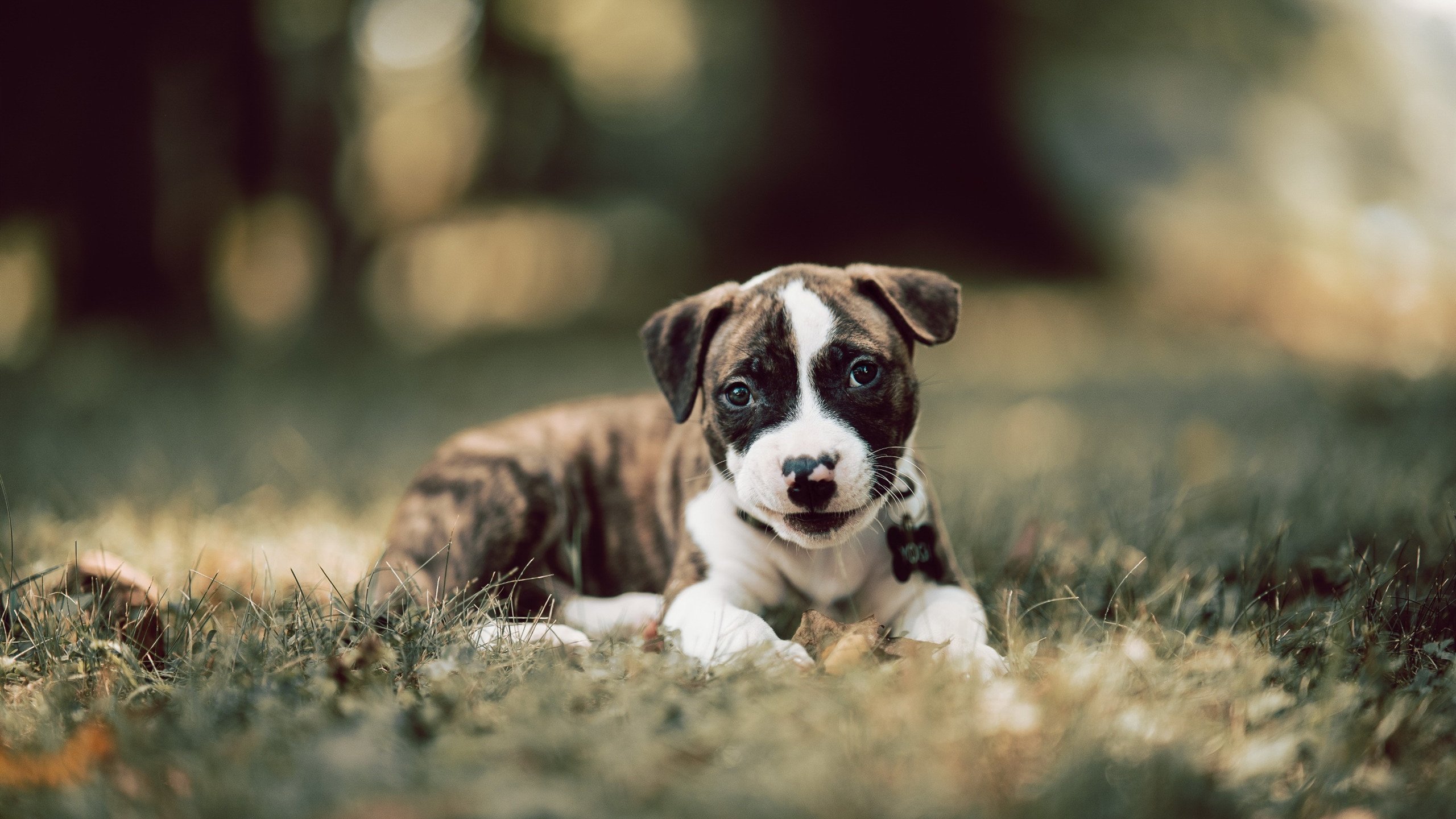 爱游戏中国官方登录入口网站-乌拉圭女篮在南美锦标赛中凯旋而归,体育水平不断攀升,乌拉圭 南美