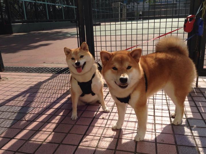 AYX官网-丹·卡特:全黑队进攻机器中的智者与控制者,丹特巅峰水平