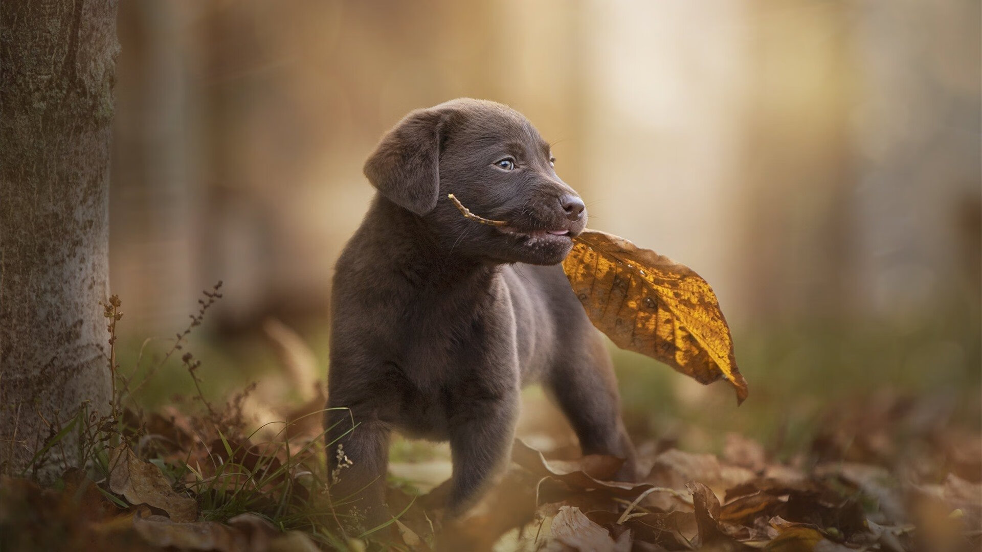 爱游戏app下载-凯琳·科贝特决赛突破自我再创佳绩，凯洛琳贝塞特