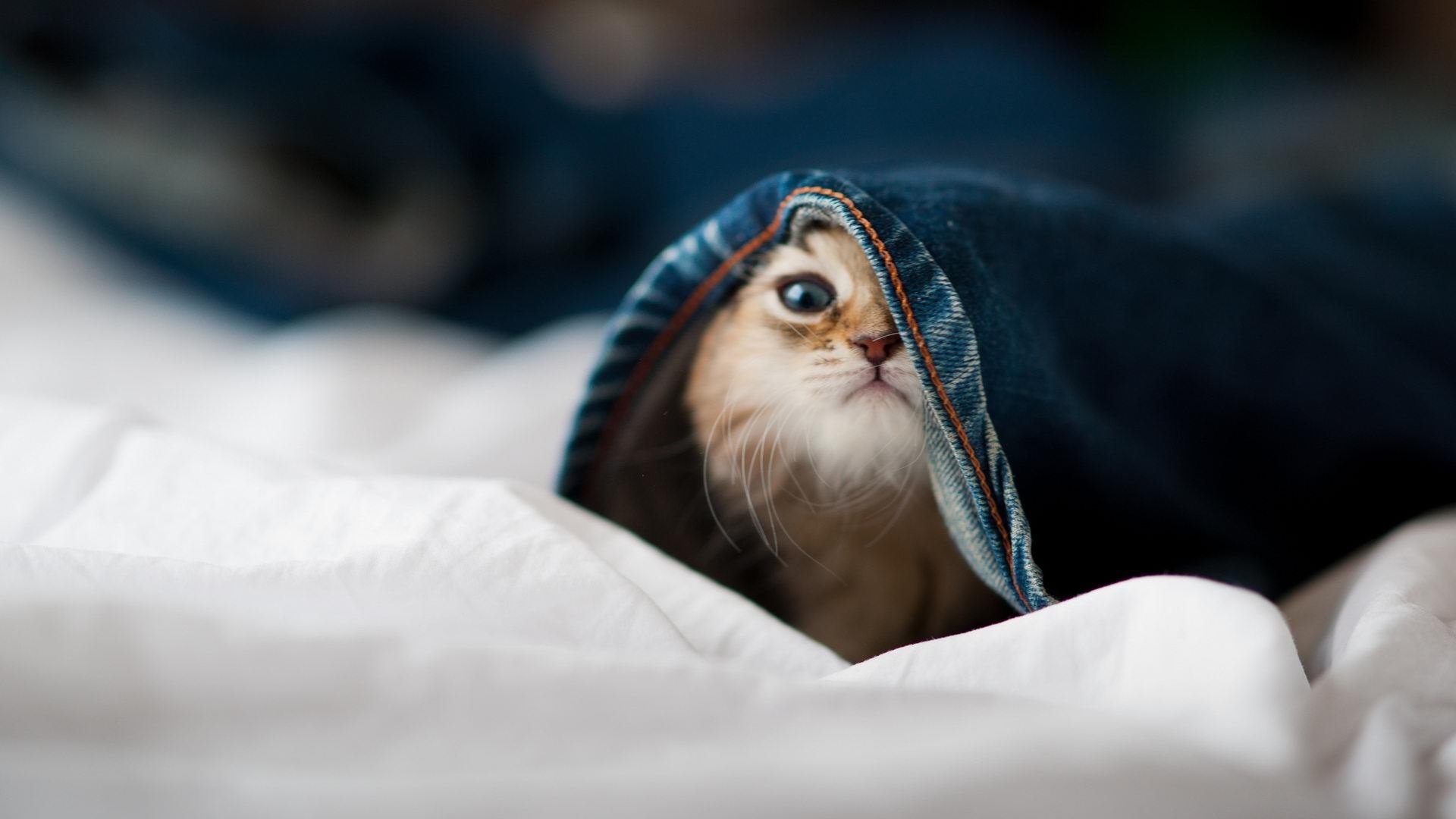 爱游戏体育平台-胡贝特·科斯决赛表现赢得教练点赞,胡安贝内特简介