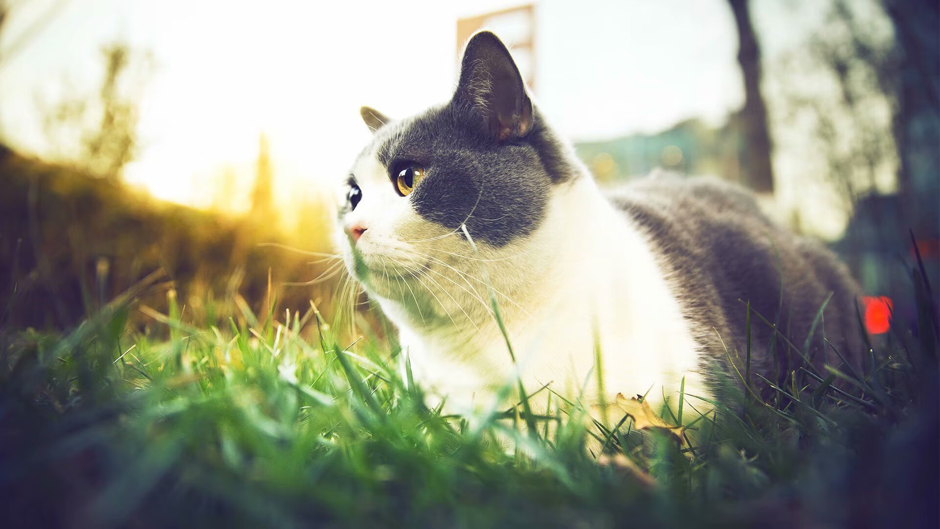 AIYOUXI.COM-马尔尚泳姿流畅动作完美，马尔尚兄弟酒庄